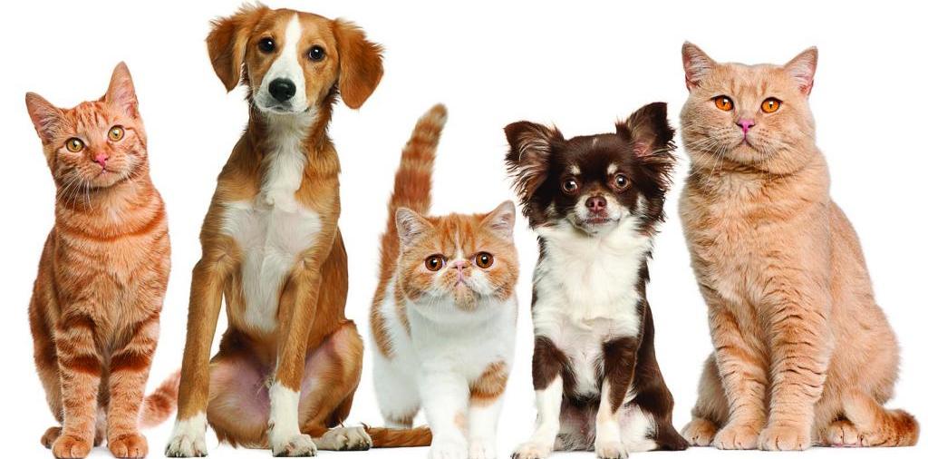 Доска объявлений о животных | ЗооТом - продажа, вязка и услуги для животных в Наволоках