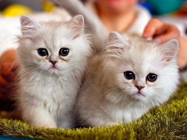 Породы кошек в Наволоках | ЗооТом портал о животных