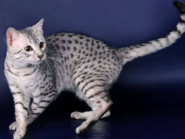 Породы кошек в Наволоках | ЗооТом портал о животных