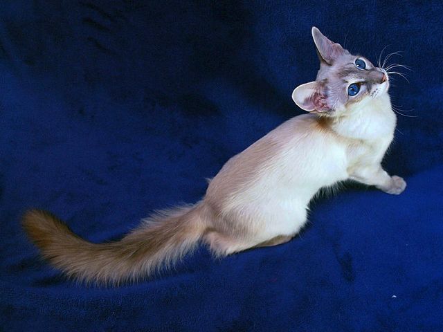 Выведенные породы кошек в Наволоках | ЗооТом портал о животных