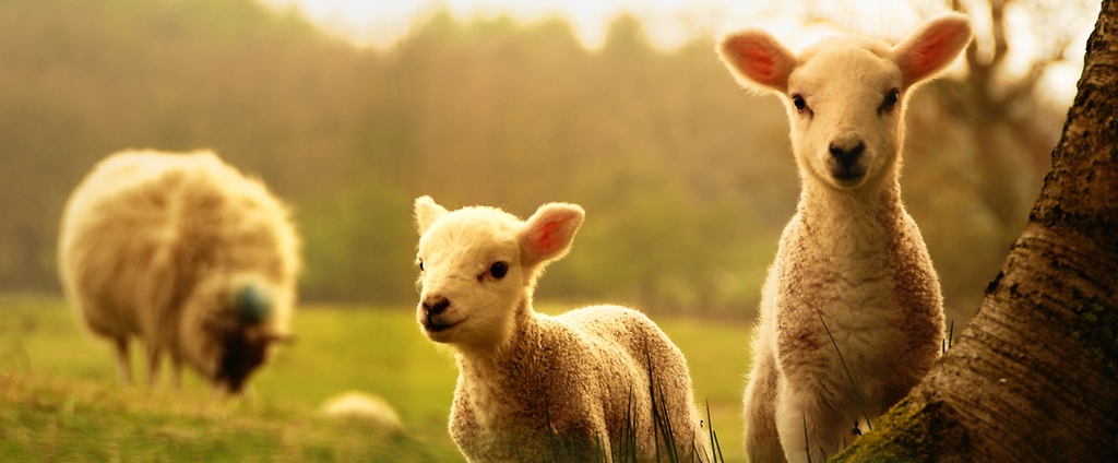 Объявления о сельскохозяйственных животных | ЗооТом - продажа, вязка и услуги для животных в Наволоках