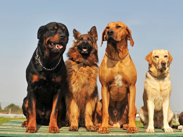 Крупные породы собак в Наволоках | ЗооТом портал о животных